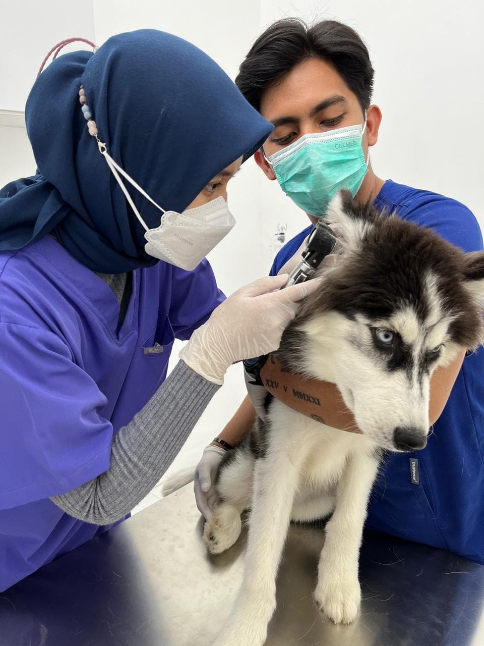 Pet Clinic